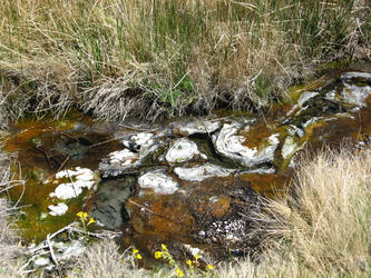 more alge in source water (Dyke)